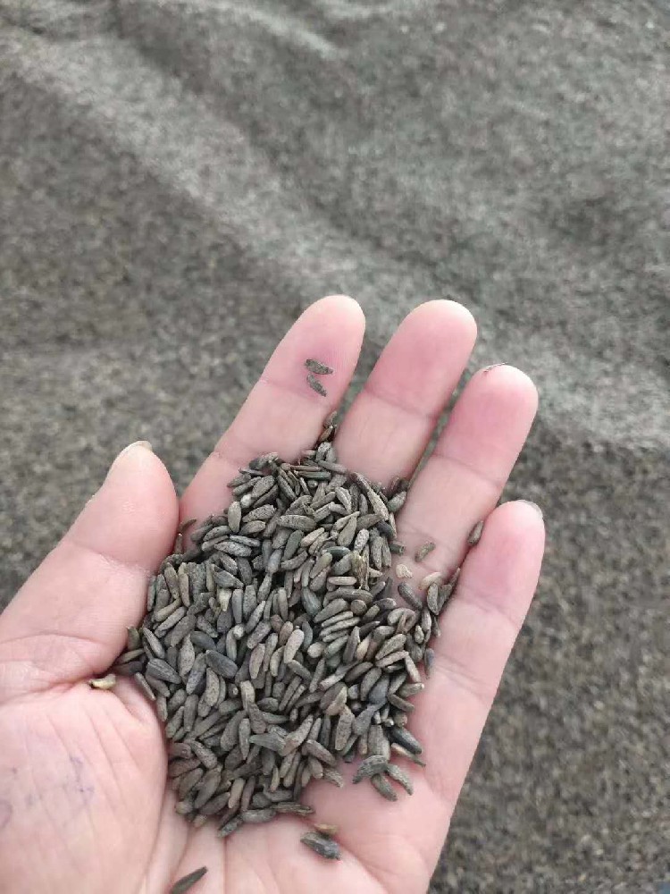 June 4th,2020Customer from Anhui Province came to Chikemachinery for fructus arctii roasting